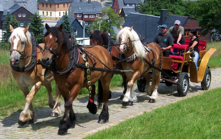 Pferdeausbildung